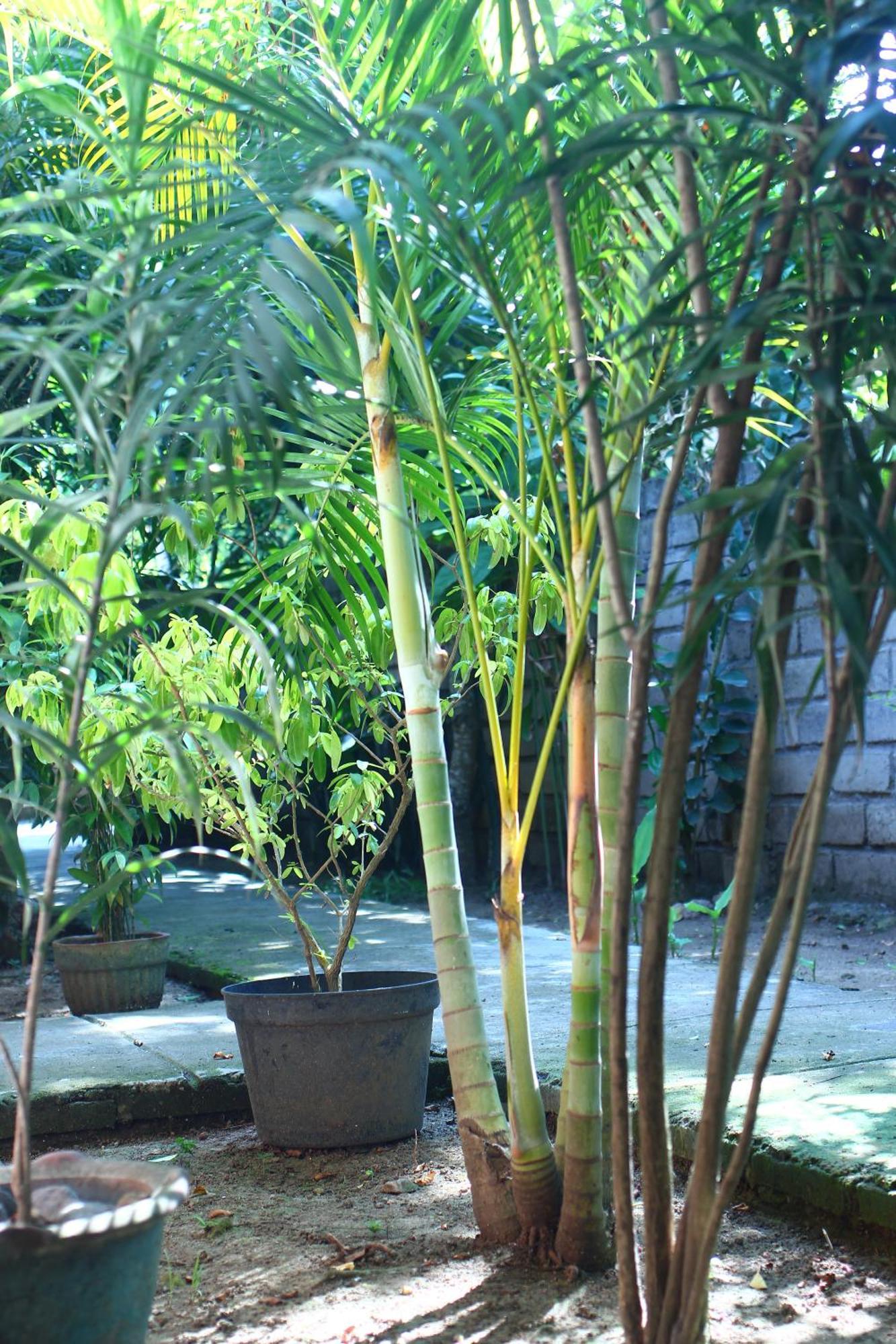 Three V Homestay Kuta  Exterior photo